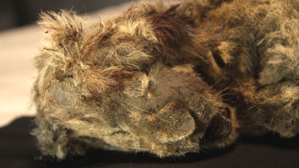Mehr als 28.000 Jahre alt: Höhlen-Löwen-Baby