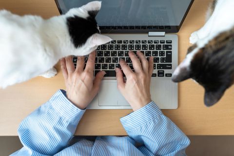 In einer Nürnberger Firma beherbergt Chef Peter Götz Katzen, die als unvermittelbar gelten.