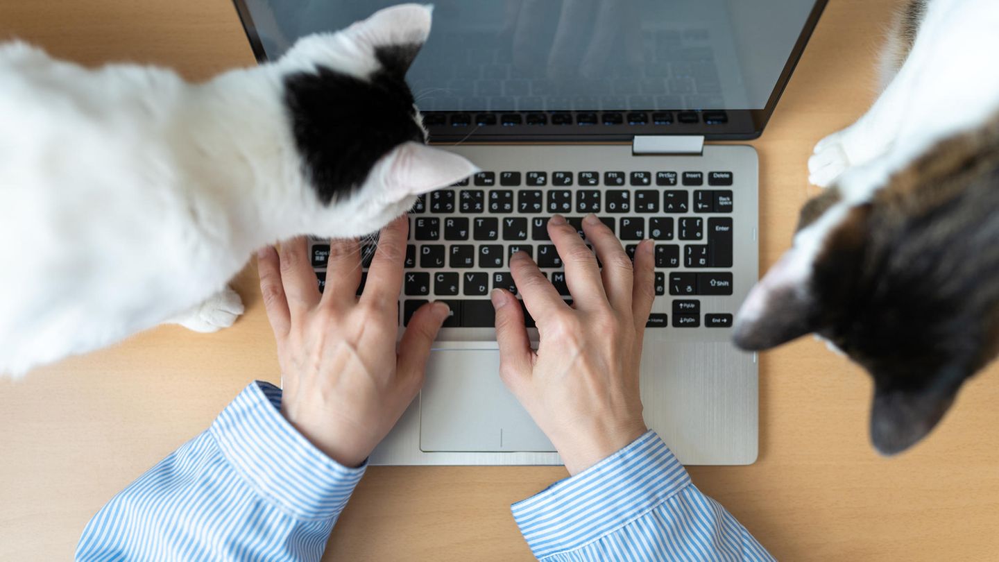 In einer Nürnberger Firma beherbergt Chef Peter Götz Katzen, die als unvermittelbar gelten.