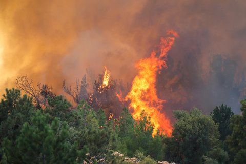 Meterhohe Flammen schlagen aus einem Nadelbaum-Gebüsch