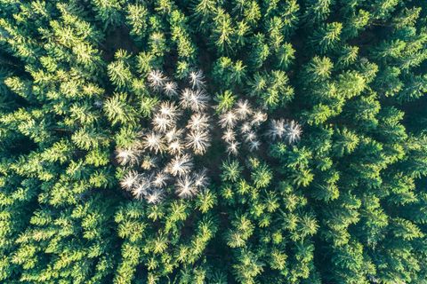 Abgestorbene Fichten stehen im Wald nahe des Rosskopfs in Hessen