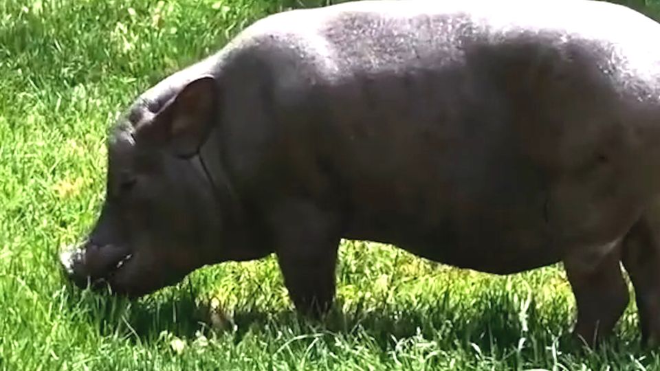 Weltrekord: Baby Jane ist mit 23 Jahren das älteste Schwein der Welt