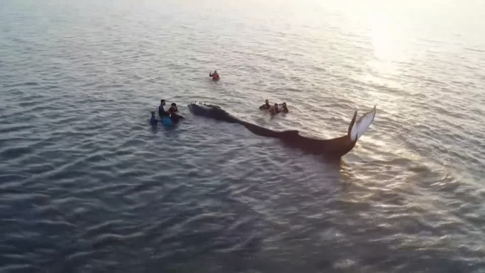 Video: Wal gestrandet, Rettung vergeblich Video: Wal gestrandet, Rettung vergeblich