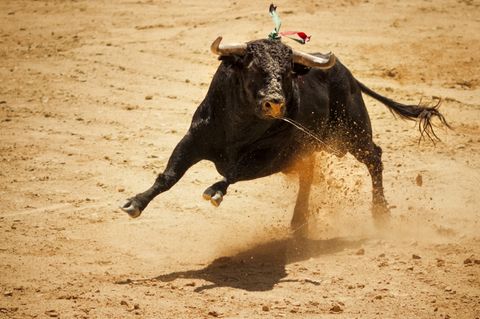 Stier