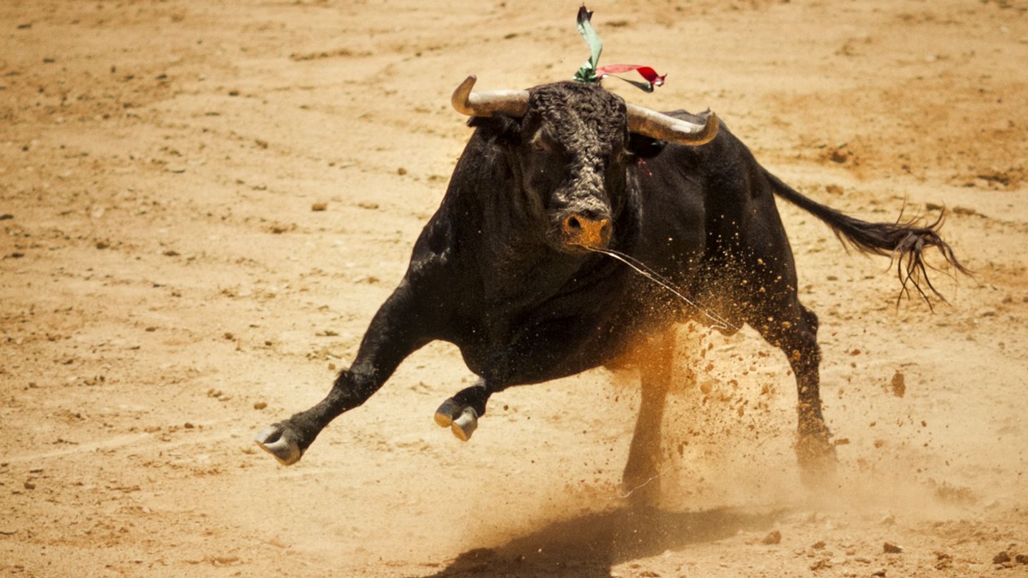 Stier