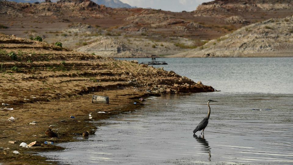 Eisamer Vogel steht im niedrigen Wasser des Lake Mead
