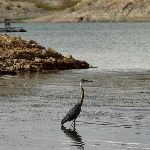 Eisamer Vogel steht im niedrigen Wasser des Lake Mead