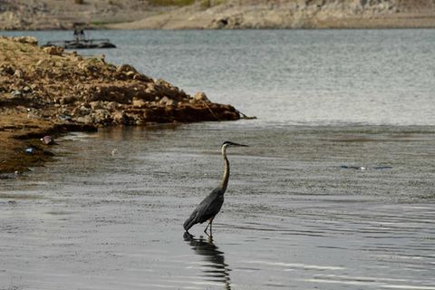 Eisamer Vogel steht im niedrigen Wasser des Lake Mead
