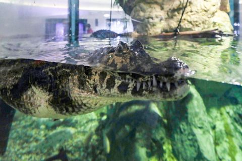Ein Alligator in einem Aquarium (Archivbild)