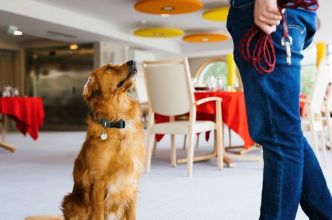 Hund sitzt neben Frau