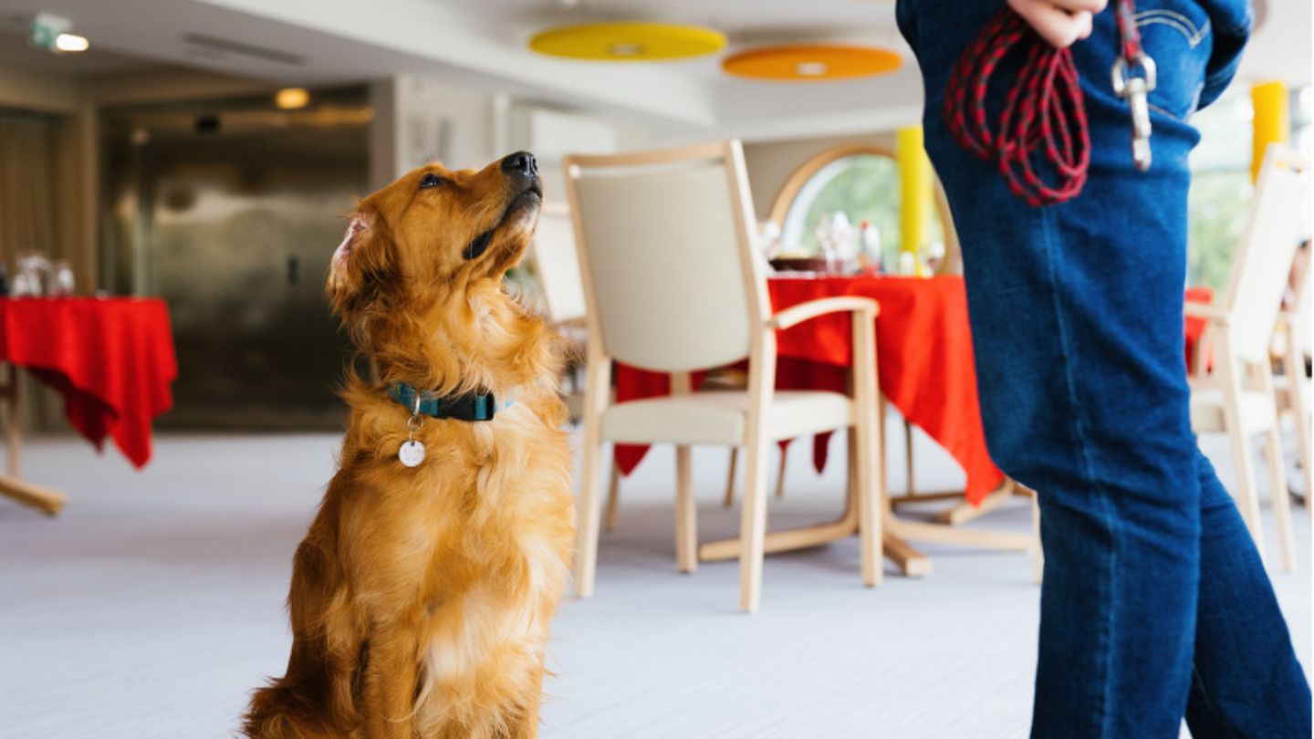 Hund sitzt neben Frau