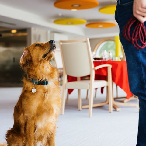 Hund sitzt neben Frau