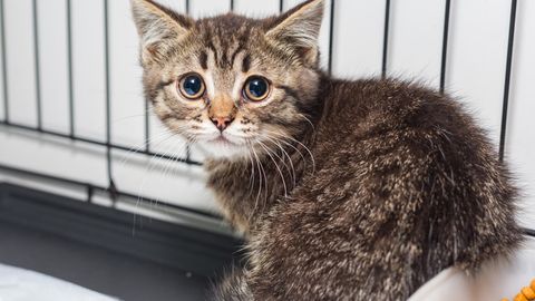 Polizei und Feuerwehr retten verwahrloste Tiere aus Wohnung in Bayern.