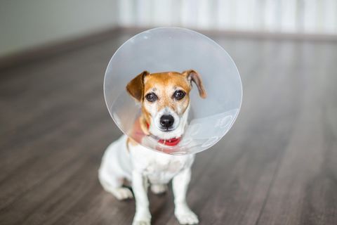 Braun-weißer Jack Russell Terrier trägt eine Halskrause nach einer Operation