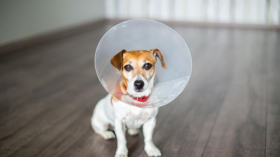 Braun-weißer Jack Russell Terrier trägt eine Halskrause nach einer Operation