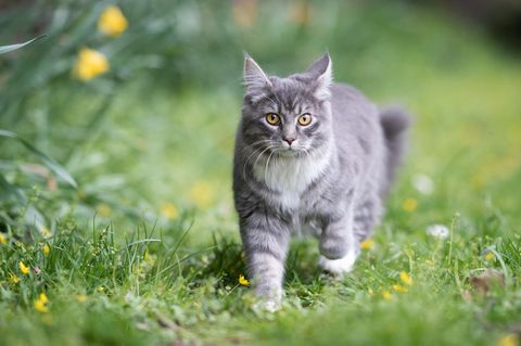 Katze