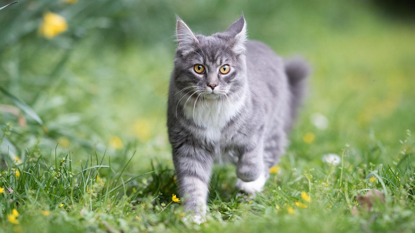 Katze