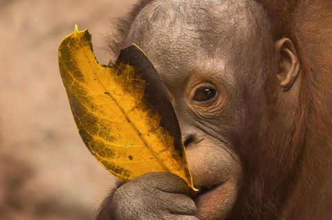 Ein Borneo-Orang-Utan-Baby knabbert an einem gelben Blatt in einem Gehege des Bioparc Fuengirola