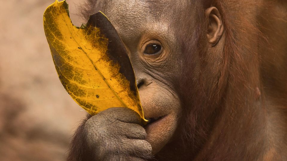 Ein Borneo-Orang-Utan-Baby knabbert an einem gelben Blatt in einem Gehege des Bioparc Fuengirola