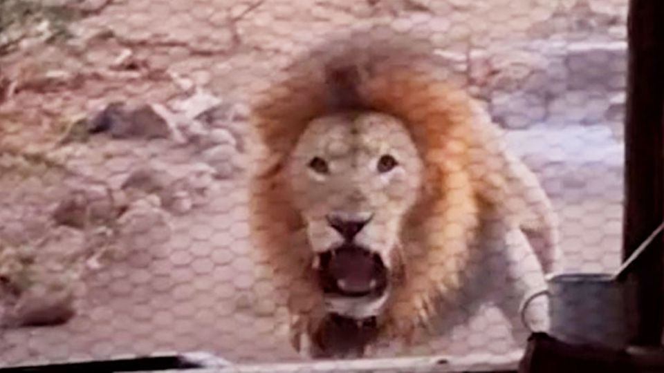 Wütender Löwe bedroht Mann in Hütte – da hat selbst der erfahrene Ranger Angst