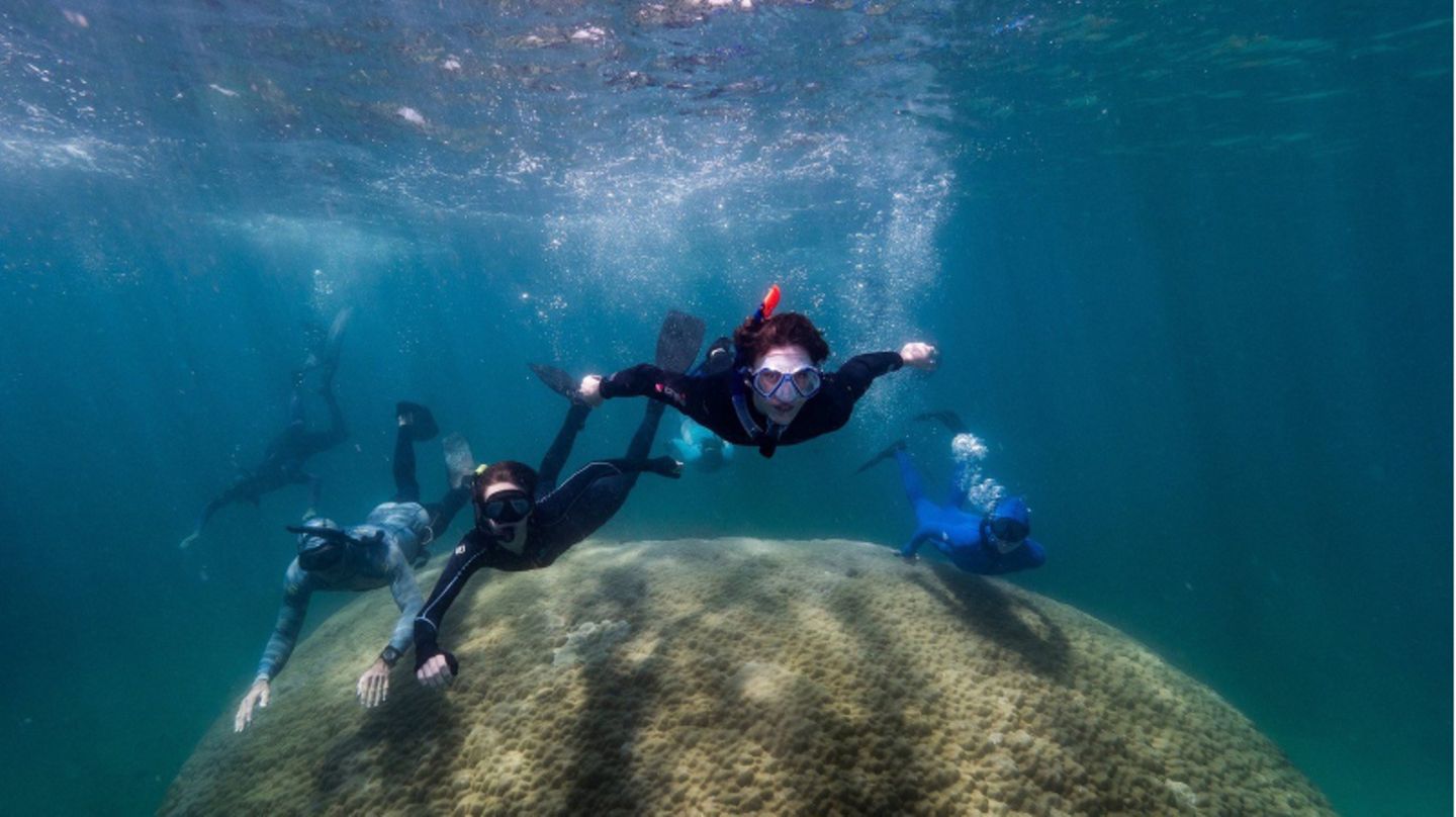 Taucher schwimmen im Great Barrier Reef über eine Koralle