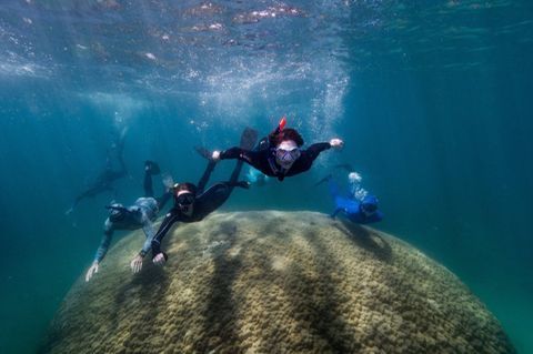 Taucher schwimmen im Great Barrier Reef über eine Koralle