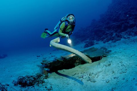 Olivgrüne Seeschlange: Die Aipysurus laevis (Olive Sea Snake) kommt im Great Barrier Reef bei Australien vor