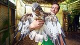 Rastatt, Deutschland. Kevin Fingermann zeigt auf seiner Wildvogelauffangstation in einer Voliere einen Mäusebussard. Das Landratsamt kritisiert Mängel in der Station und droht mit einem Aufnahmestopp. Fingermann hält die Vorwürfe für maßlos überzogen.