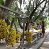 Die Bevölkerung der Inselrepublik im zentralen Pazifik ist weit verstreut, rund 120.000 Menschen (Stand: 2019) leben auf 33 Korallenatollen und Inseln entlang des Äquators. Zuletzt hatte Australien 13.000 Impfstoff-Dosen nach Kiribati ausgeliefert, wie die australische Regierung mitteilte und dafür eine Flugstrecke von 3000 Kilometern zurückgelegt. Eine absolute Ausnahme, ist anzunehmen: Nach Angaben des Auswärtigen Amtes ist eine Einreise für Ausländer derzeit nicht möglich, es bestünden Einreisebeschränkungen für Reisende aus allen Ländern mit aktiver Covid-19-Übertragung. Auch eine Durch- und Weiterreise über Kiribati sei nicht möglich. Im Bild zu sehen: Auf der Insel Kiribati werden am Straßenrand Bananen verkauft.