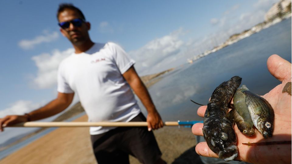 Beamte der Guardia Civil nehmen Proben, um das Fischsterben im Mar Menor zu untersuchen
