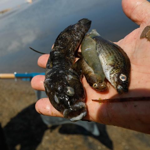 Beamte der Guardia Civil nehmen Proben, um das Fischsterben im Mar Menor zu untersuchen