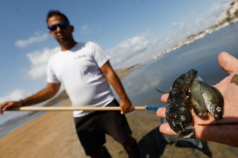 Beamte der Guardia Civil nehmen Proben, um das Fischsterben im Mar Menor zu untersuchen