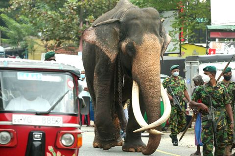 Ein Elefant läuft durch Sri Lankas Stadt Kadugannawa