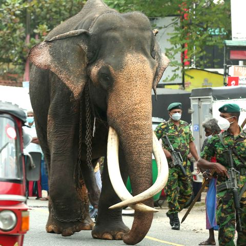 Ein Elefant läuft durch Sri Lankas Stadt Kadugannawa