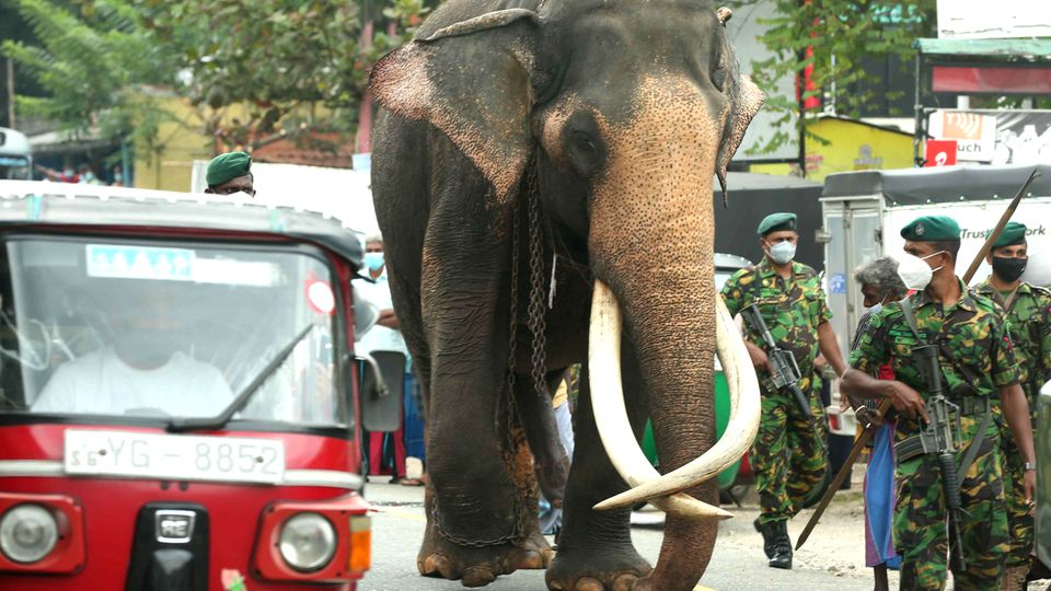 Ein Elefant läuft durch Sri Lankas Stadt Kadugannawa