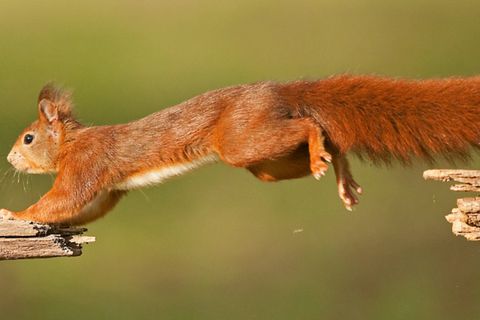 Eichhörnchen in Slow-Motion - Forscher untersuchen das Verhalten der Nagetiere
