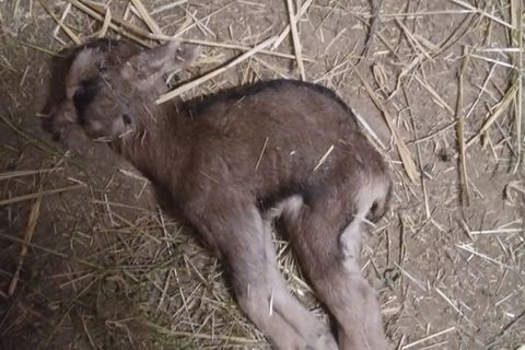 Wenn Tierliebe fürchterlich schiefgeht  -  20 Ziegen in Pfinztal auf tragische weise gestorben