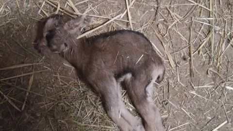 Wenn Tierliebe fürchterlich schiefgeht  -  20 Ziegen in Pfinztal auf tragische weise gestorben
