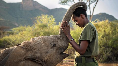 Streicheleinheit: Ein Elefantenkalb krault Wärterin Mary Lengees den Kopf, die revanchiert sich am Rüssel