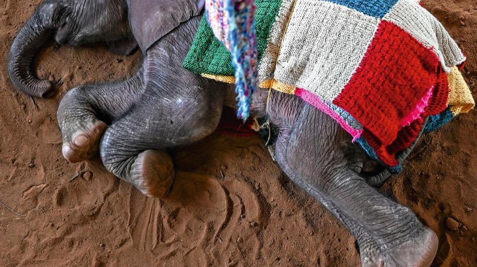 Afrikanische Elefantenbabys spielen