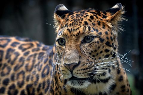 Ein Leopard hat in Thüringen eine Frau angegriffen und schwer verletzt
