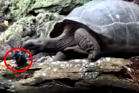 Schildkröte attackiert Vogel und frisst ihn