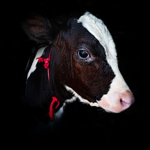 Kalb schaut traurig und schockiert in die Kamera