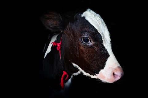 Kalb schaut traurig und schockiert in die Kamera