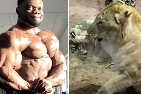 Kräftemessen der Titanen: Bodybuilder fordert Wildkatze im Tauziehen heraus