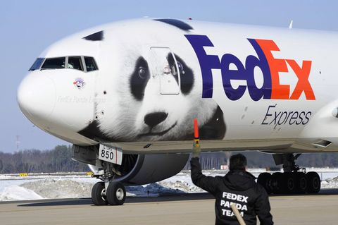 Pandabär auf Federal Express Flugzeug