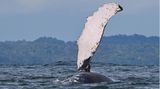 Buenaventura, Kolumbien. Majestätischer Anblick – die Brustflosse eines Buckelwals ragt aus dem Wasser des Pazifiks.