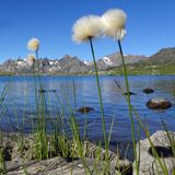 Wollgras am Seeufer hinter dem Passo San Giacomo, einer der vielen Seen entlang der Route.