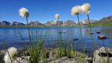 Bild 1 von 14 der Fotostrecke zum Klicken:  Wollgras am Seeufer hinter dem Passo San Giacomo, einer der vielen Seen entlang der Route.