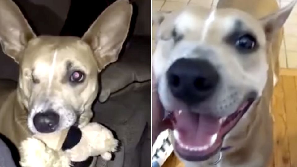 "Es war Liebe auf den ersten Blick" - Ungewollter, einäugiger Hund wird endlich adoptiert